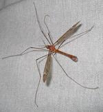 big crane fly is part of a special Crane Fly Gathering at my humble apartment